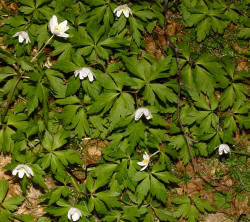 Fiori Bianchi Sottobosco.Anemonoides Nemorosa