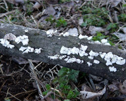 Schizophyllum_commune.jpg